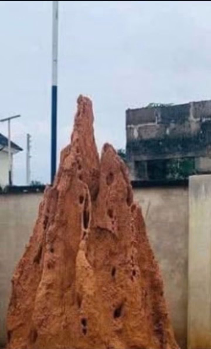 ThaOracleOfAges's tweet photo. If a winchy people disturb you in  ur house or office or any do this to make them to forget u for u for ever;

PROCESS;

Get sand from ant hill mix it with small water an rub Ur self all over an pray after the prayer go an wash out the  mud use soap and sponge https://t.co/NNjMcE1TV8
