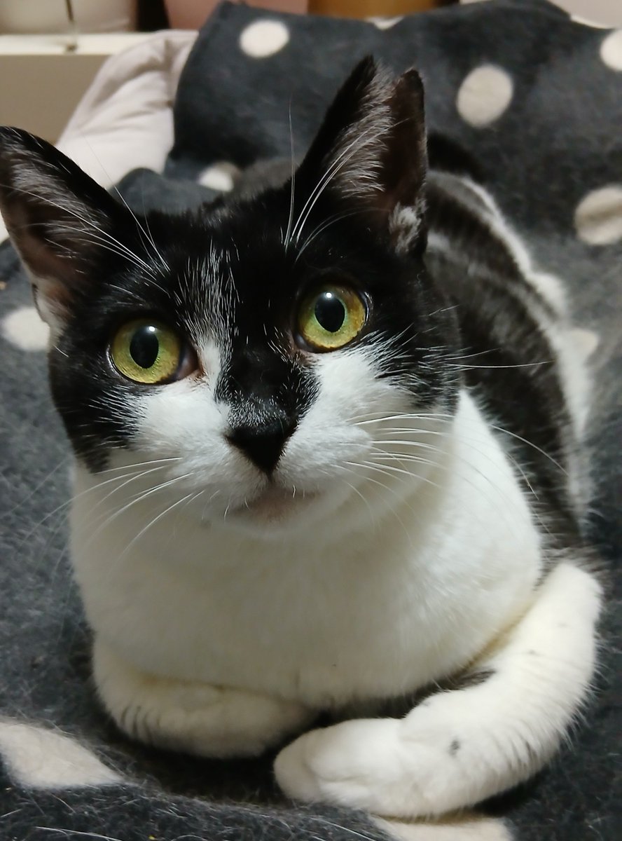 kdm_mos's tweet photo. ふつうにかわいいネコ https://t.co/366rfGxNuY