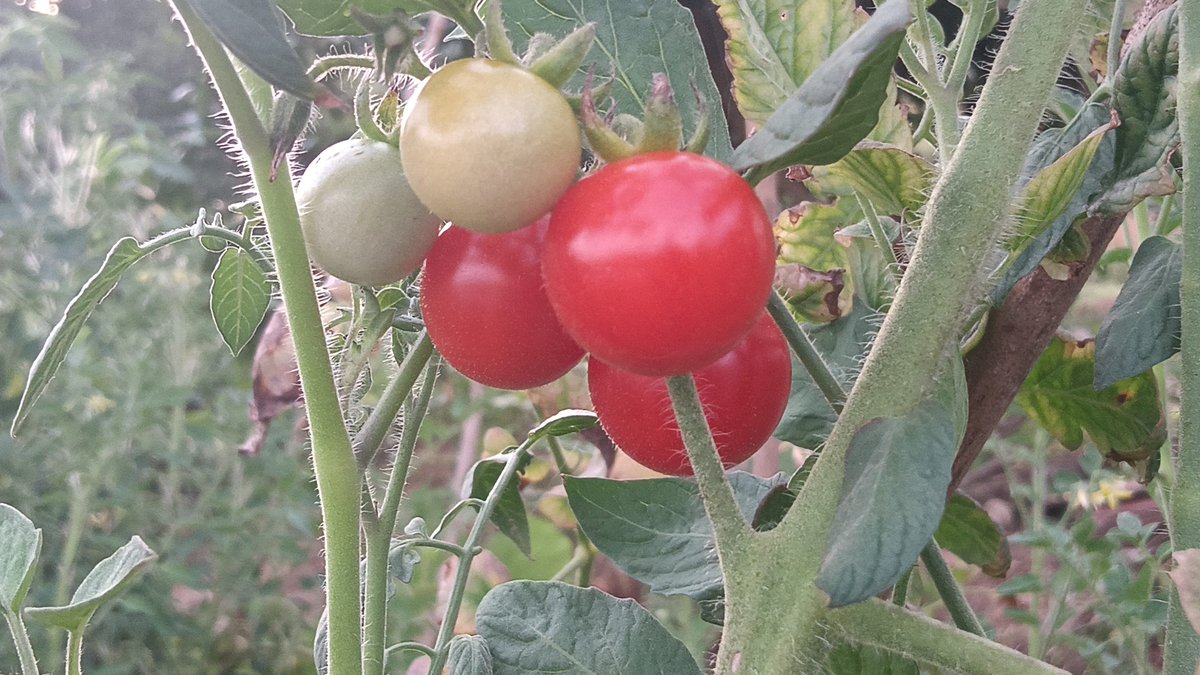 TrishGoose2g's tweet photo. Compramos ingredientes frescos de temporada: tomates jugosos, pimientos dulces y hierbas aromáticas. Perfectos para cocinar platos caseros deliciosos hoy! https://t.co/ATVig70lmH