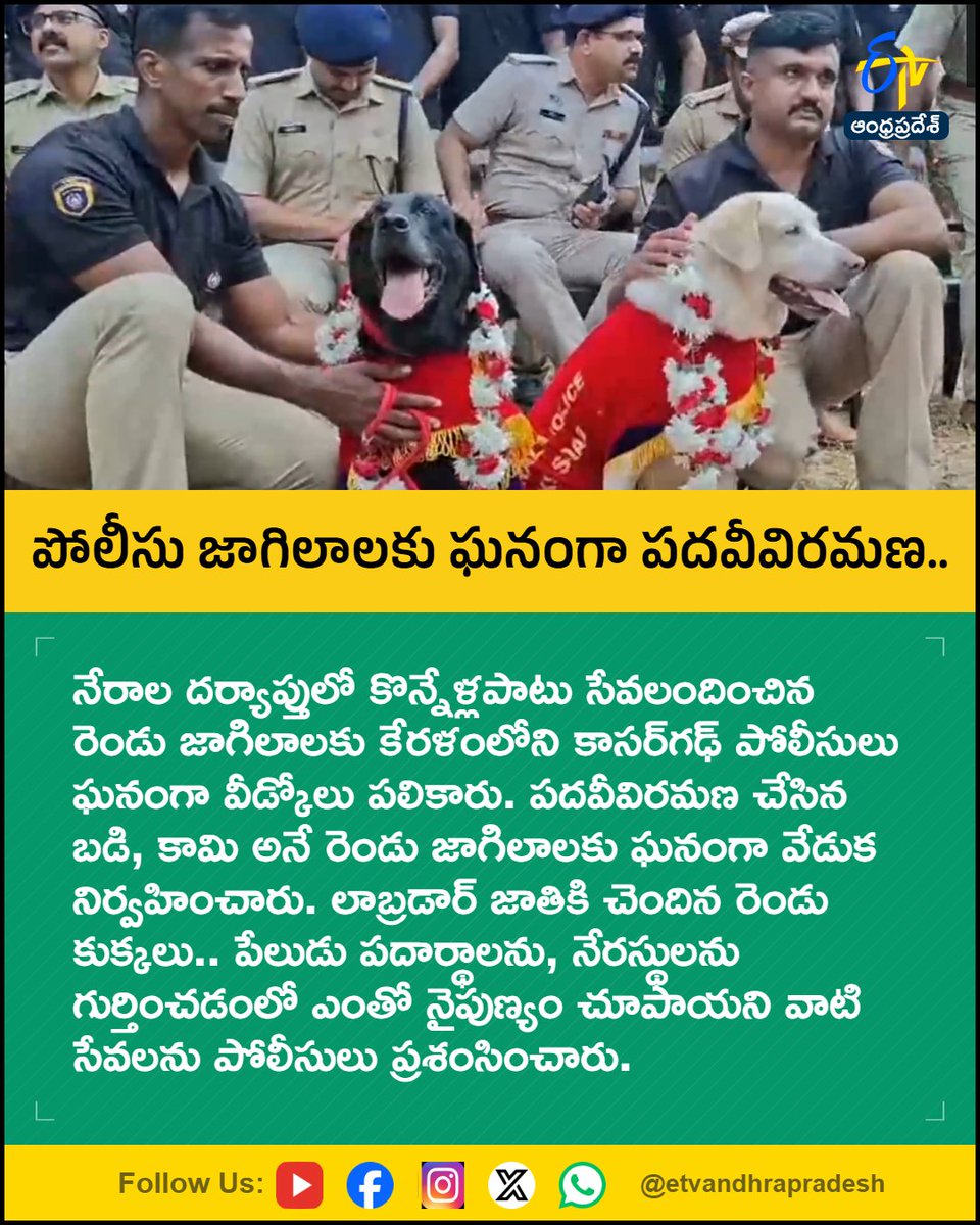 etvandhraprades's tweet photo. పోలీసు జాగిలాలకు
ఘనంగా పదవీవిరమణ..
For More LIVE Updates Click This Link
https://t.co/eltbdVshne
#KeralaPolice
#PoliceDogs
#KasaragodPolice
#DogRetirement
#CrimeInvestigation
#Etvapbreaking https://t.co/1KTSFE4glr