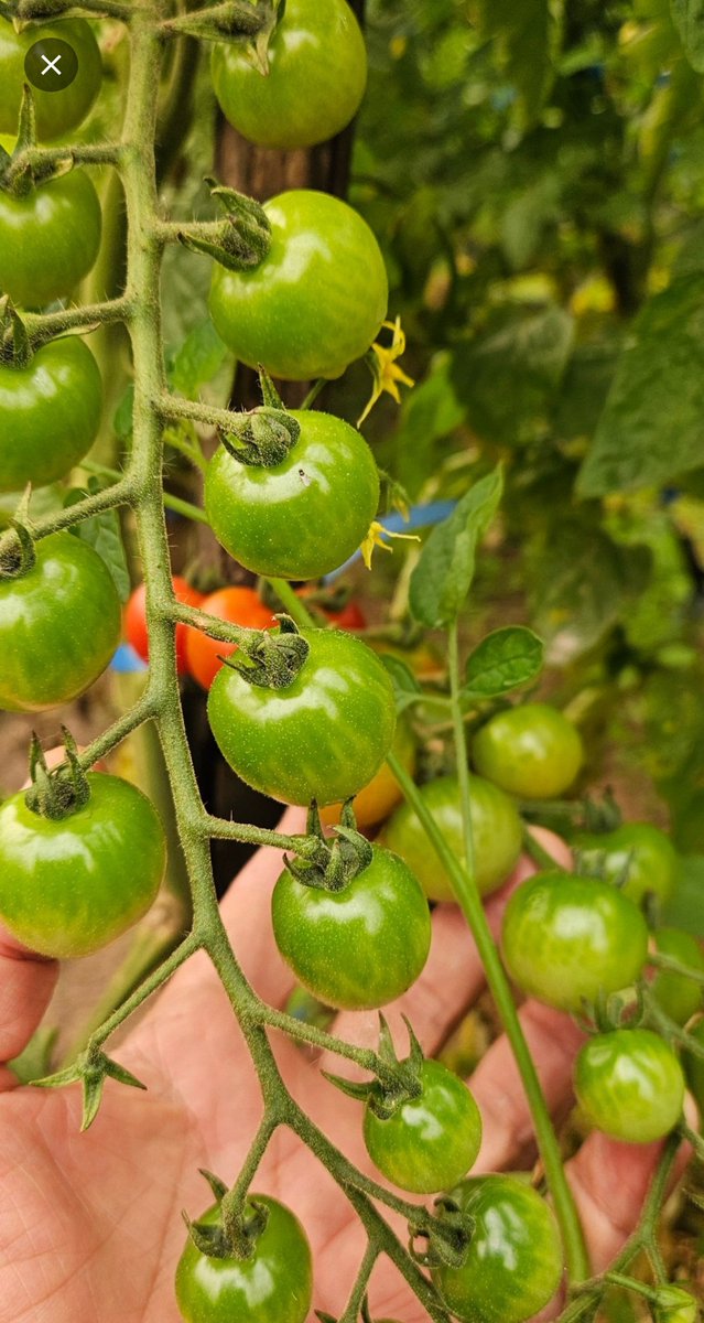 Armanbarret's tweet photo. Ni que fueran uvas!!!! https://t.co/EKndLoOJ2e
