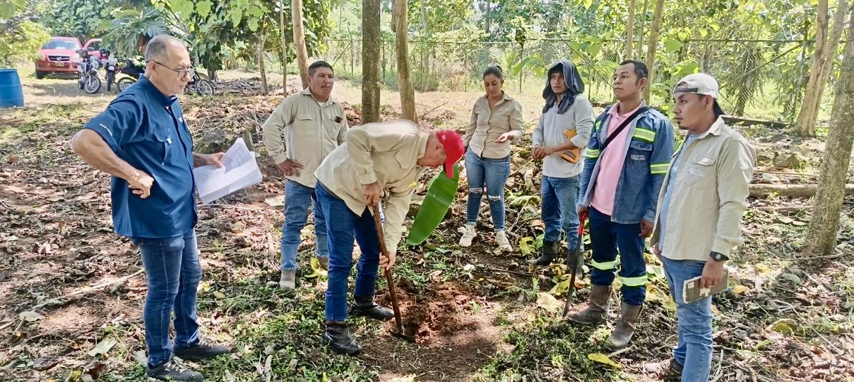 INIAPECUADOR's tweet photo. #Orellana | La Estación Experimental Central de la Amazonía del INIAP capacitó a 22 técnicos del @GADPORELLANA en manejo forestal y silvicultural de melina, nutrición y conservación de suelos, contribuyendo a proyectos de producción forestal y recuperación de suelos degradados. https://t.co/hyGNM50ge4