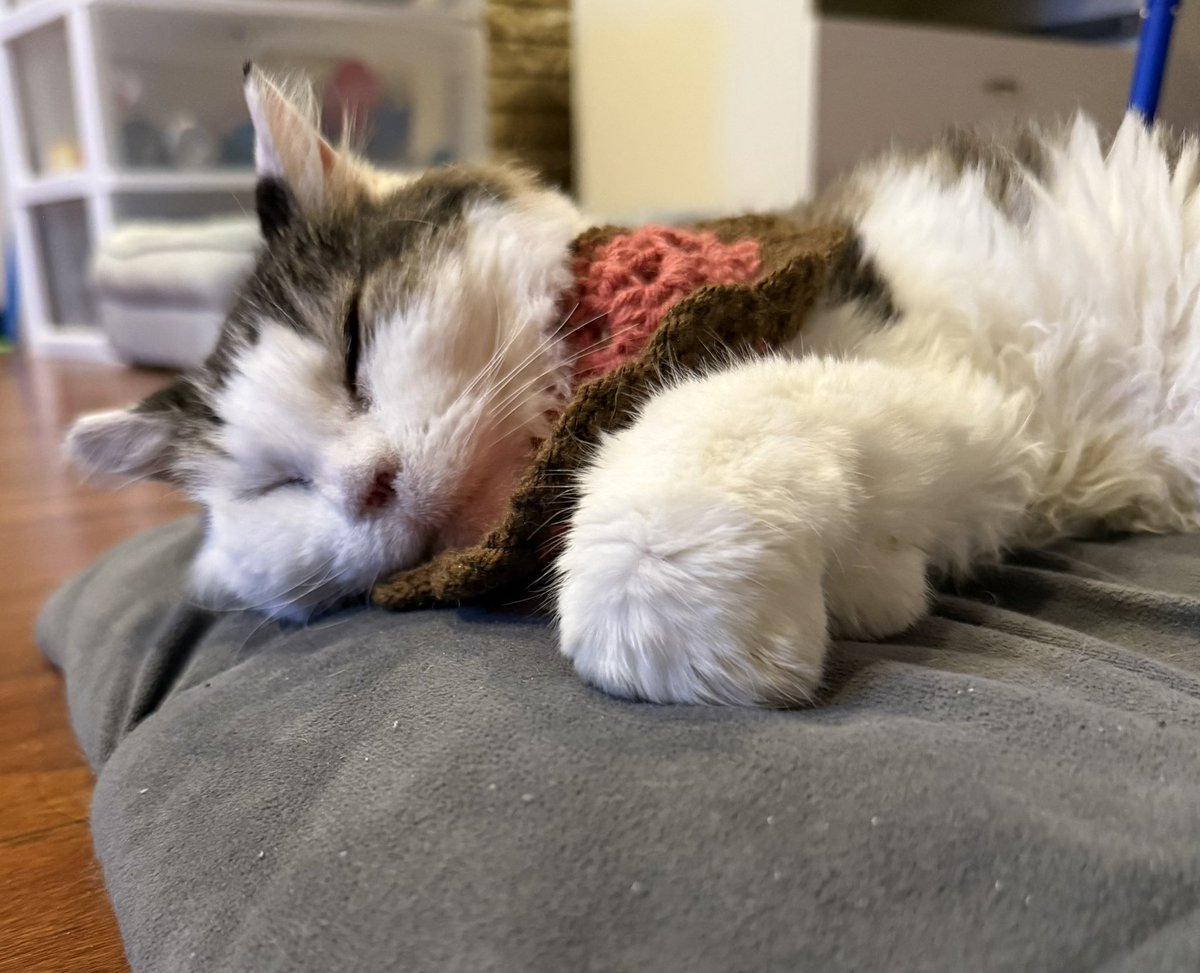 cannibal869's tweet photo. @HSugarCookie Hope u feel better soon, Harriet! https://t.co/AQBf3mSOyH