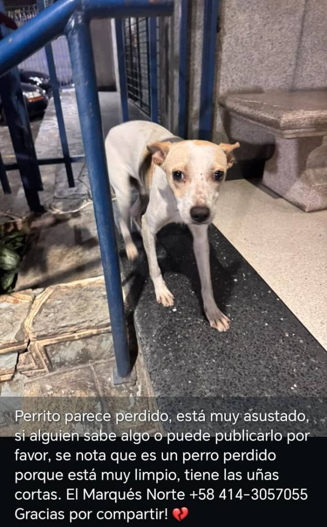 gracon27's tweet photo. #Caracas
#ElMarques

🚨🚨🚨🚨🚨🚨🚨🚨🚨🚨🚨
Este perrito se encuentra por el centro comercial El Marques,por mi Juguito.❤️‍🩹🐶
Favor difundir 🙏🏻 
Gracias 🫂 🇻🇪 https://t.co/tLqhUivWf0