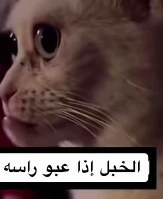frclsfr's tweet photo. لن نتعاون ابدًا https://t.co/AeRGul5e0o