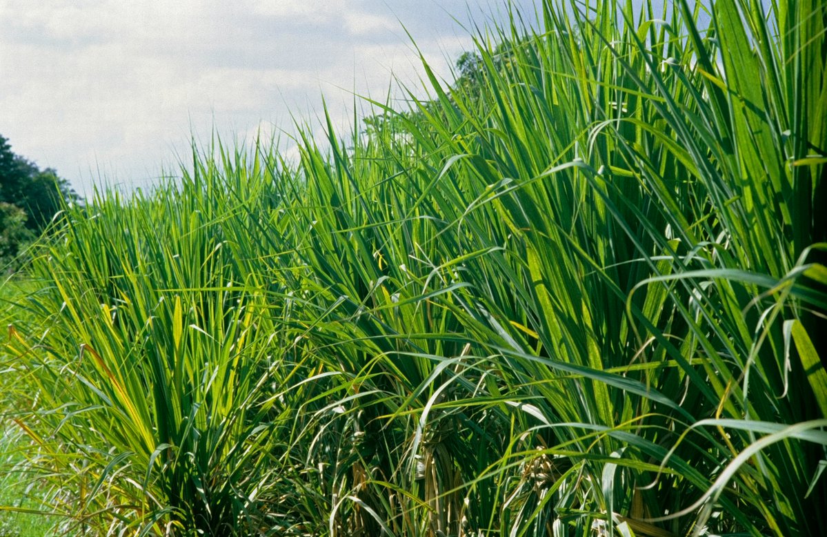 sugaronline's tweet photo. #SUGAR NEWS #INDIA 🇮🇳: Sugar output in Maharashtra may fall by 20% in 2026/27 due to dry weather and lower sugar recovery.

Join us today to read the full story: https://t.co/HVyqPDZknE

#commoditiestrading #softcommodities #sugarindustry #sugarcane https://t.co/ntfcxj3LAM