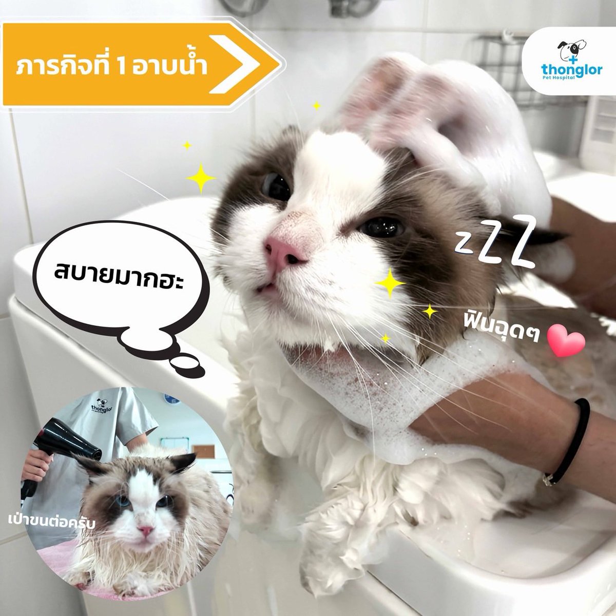 GeminiHome_TH's tweet photo. IG : nekkocatfood 

#ท่านลอร์ดจุ๊มุของแด๊ดเจมีไนน์ #LordJumu
#Gemini_NT #เจมีไนน์ @gemini_ti 

ตามติดภารกิจสุด Cute กับท่านลอดร์ดจุ๊มุ 🐱👑💕
.
จะเป็นแมว Cute ทั้งทีจะมาหน้าตาดีอย่างเดียวไม่ได้นะพี่ๆ ต้องสุขภาพแข็งแรงแถมตัวหอมขนนุ่มให้สมกับเป็นลูกรักของ ป๊าเจมีไนน์ 

ป๊าเลยส่งผมมาอาบน้ำกับพี่ๆที่โรงพยาบาลสัตว์ทองหล่อ สาขารังสิต ก่อน พี่ๆอาบน้ำให้ผมหอมมากก เพื่อเตรียมไปหาคุณหมอต่อ ✨

พอขนสวยแล้ว หอมแล้ว ก็มาหาคุณหมอตรวจสุขภาพกับที่โรงพยาบาลสัตว์ทองหล่อ สาขาติวานนท์ คุณหมอใจดีมากชมผมน่ารักตลอดเวลา วันนี้ขอจบภารกิจสุด Cute สุดฟิน ไว้เท่านี้นะคับ พี่ๆรอติดตามความน่ารักของน้องมันม่วงกันต่อเลย

#ThonglorPetHospital