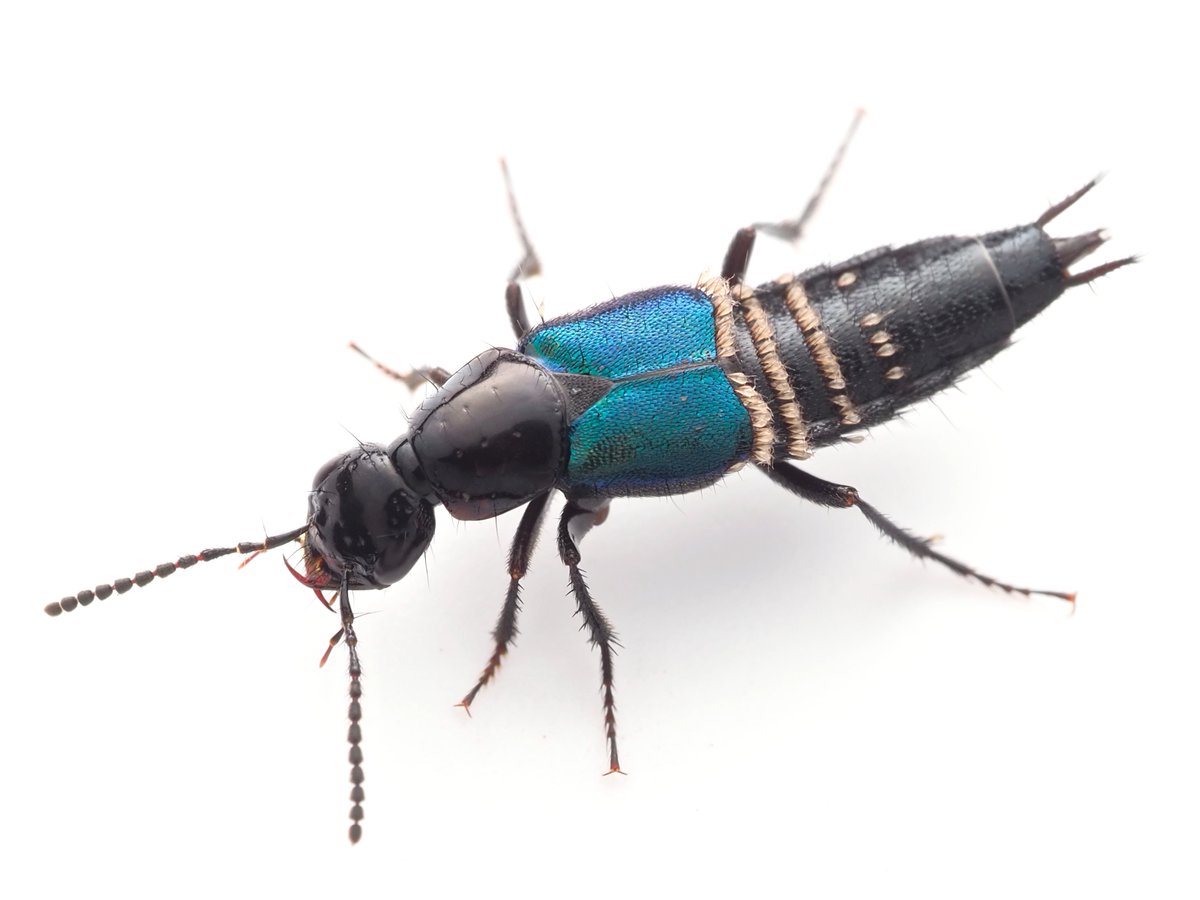 stagbeetle1024's tweet photo. コガシラルリハネカクシ
白い部分、毛かと思ったら全部ダニだった。。。
#ハネカクシ https://t.co/isUBG2sTNq