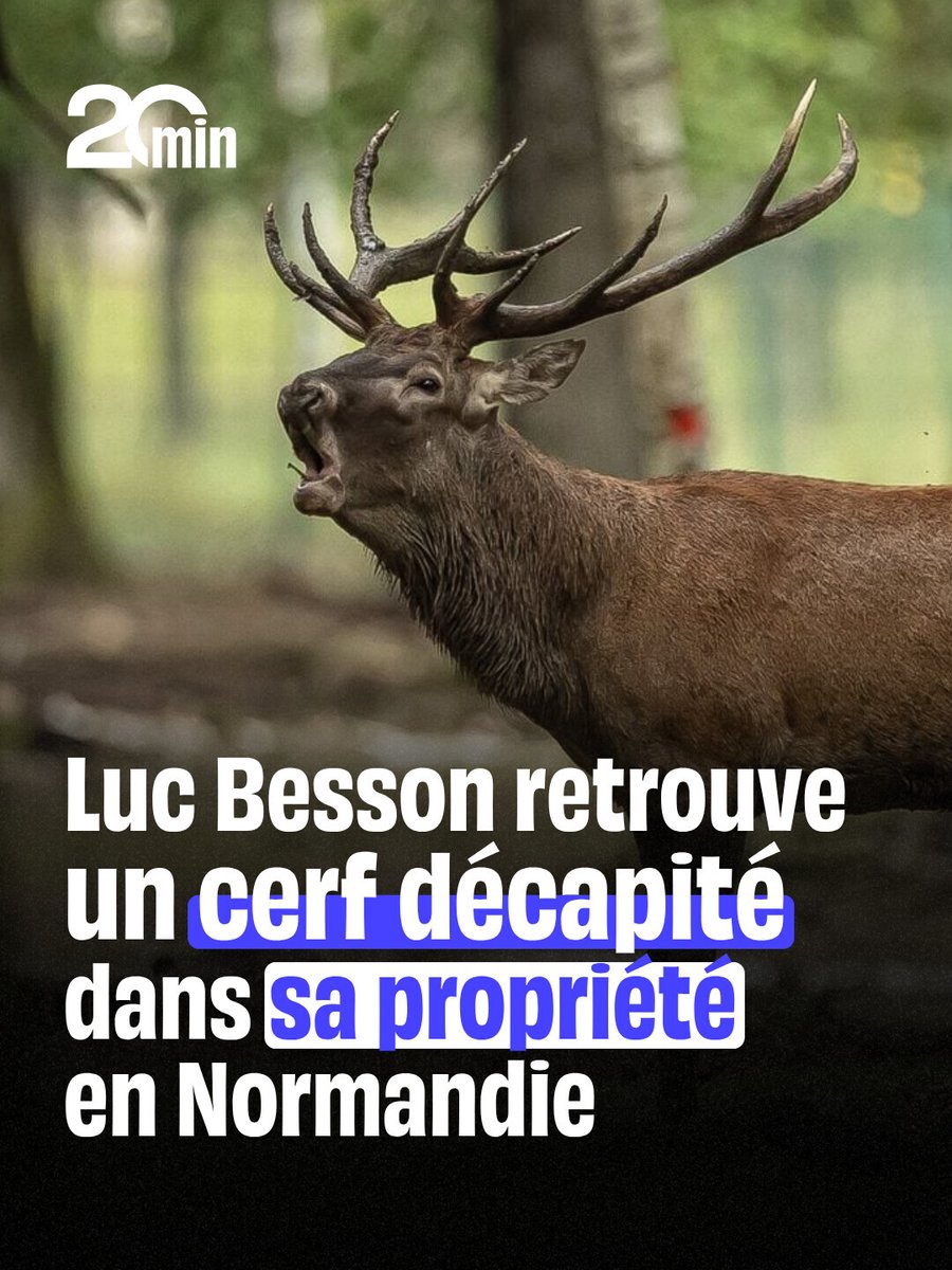 20Minutes's tweet photo. « Et on ose parler de la « noblesse » de la chasse »
➡️ https://t.co/2AvNH2JS30 https://t.co/U1FSzGM5Xq