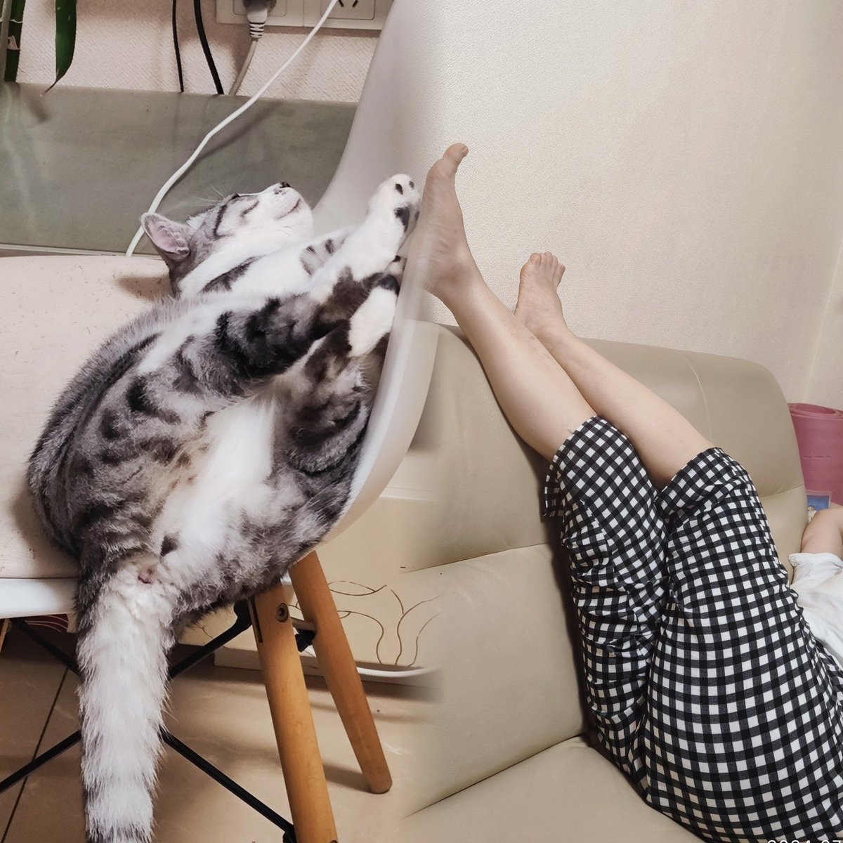 ariaj980517v1's tweet photo. [Used to walk 10 mins to get my daily coffee, now my cat brings me "kitty brews" (her paw on my slipper) every morning. Small changes make big warm vibes!]， https://t.co/Fdl3zcsKqD