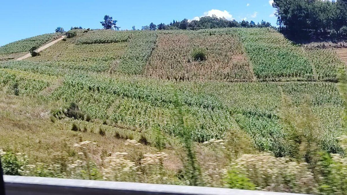lahoragt's tweet photo. #LHNacionales | Quince municipios de Chiquimula y Jutiapa en alerta roja por la sequía; al menos 113 mil 825 familias serían afectadas⬇️ https://t.co/AcIdlxtqmH https://t.co/xTP7LUwyHI