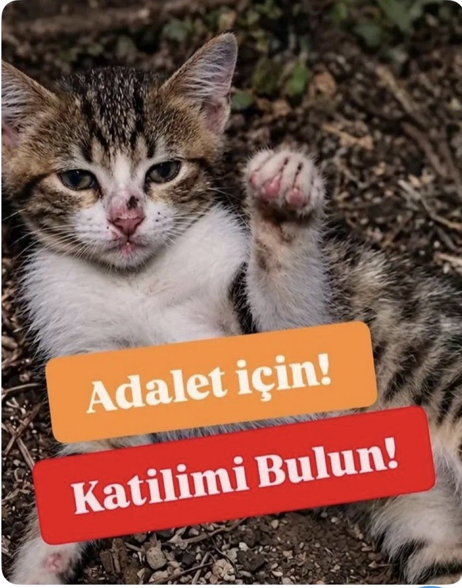 SiminXx's tweet photo. Bu korkunç olayın failleri acilen bulunsun bu kadar caniliği yürek kaldırmıyor!!! Minigimiz için burdayız! Bu masum canımızın katillerini bulun bunu ona borçlusunuz!! #yavrukediiçinhesapvakti !!!

@Akingurlek_ @adalet_bakanlik https://t.co/OBPQitokW6