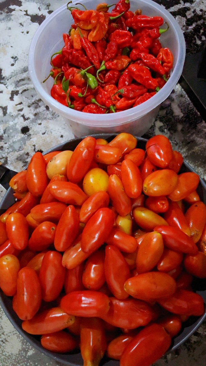 Realobzz's tweet photo. 🍅You won’t believe how much I bought this fresh tomatoes and fresh pepper along the traveling road…🌶️ https://t.co/0sXI8smUxa