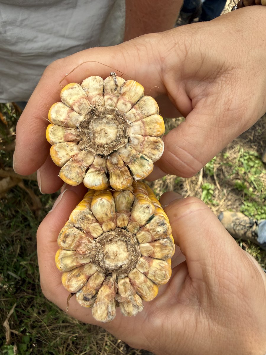 PurdueCorn's tweet photo. Was able to spend last week traveling East-Central Indiana with @DTelenko and @PurdueSoybean. Very eye opening and disheartening to see the impacts from the early August storms and flooding on the crops in this area of the state. 

@PurdueExtension @PurdueAg @PurdueAgryExt https://t.co/Mcf6IMoC1F