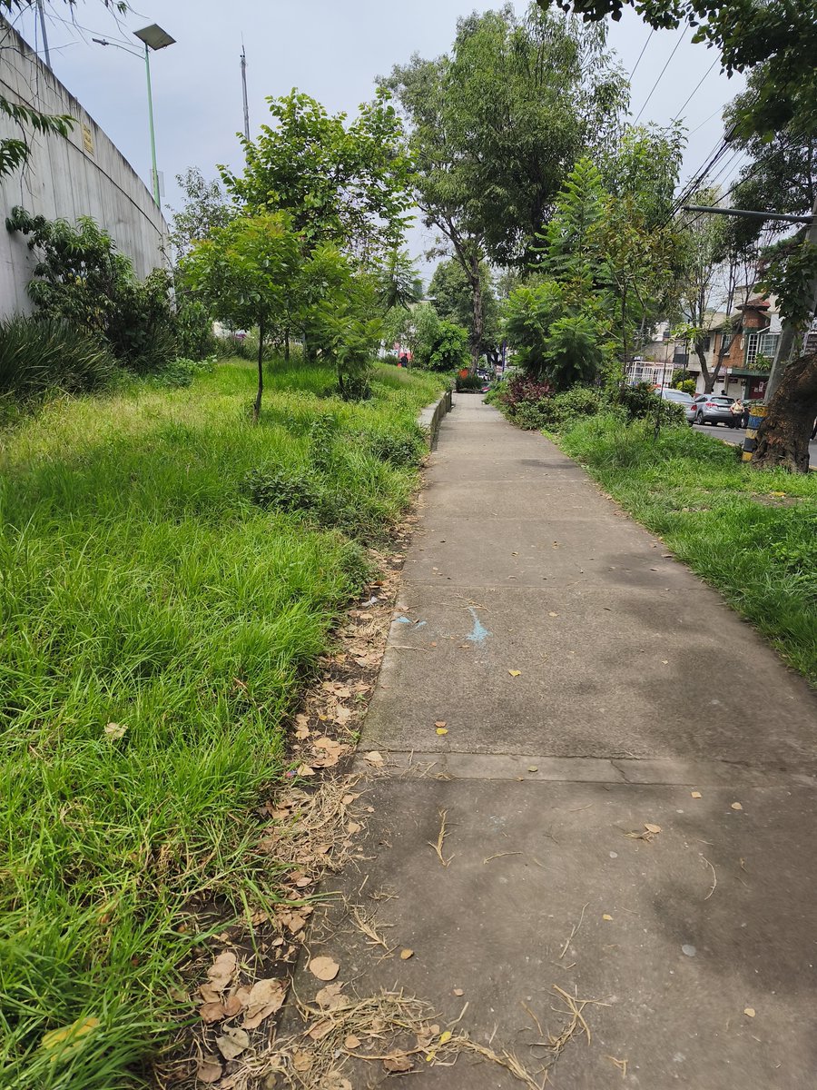 carlillos5's tweet photo. @CamachoCirce Hola, nos puede apoyar con la poda ahora en la avenida principal de carretera tulyehualco a Xochimilco, en la colonia xochipilli. Ya hay bastantes roedores. https://t.co/mb1eduBWZa