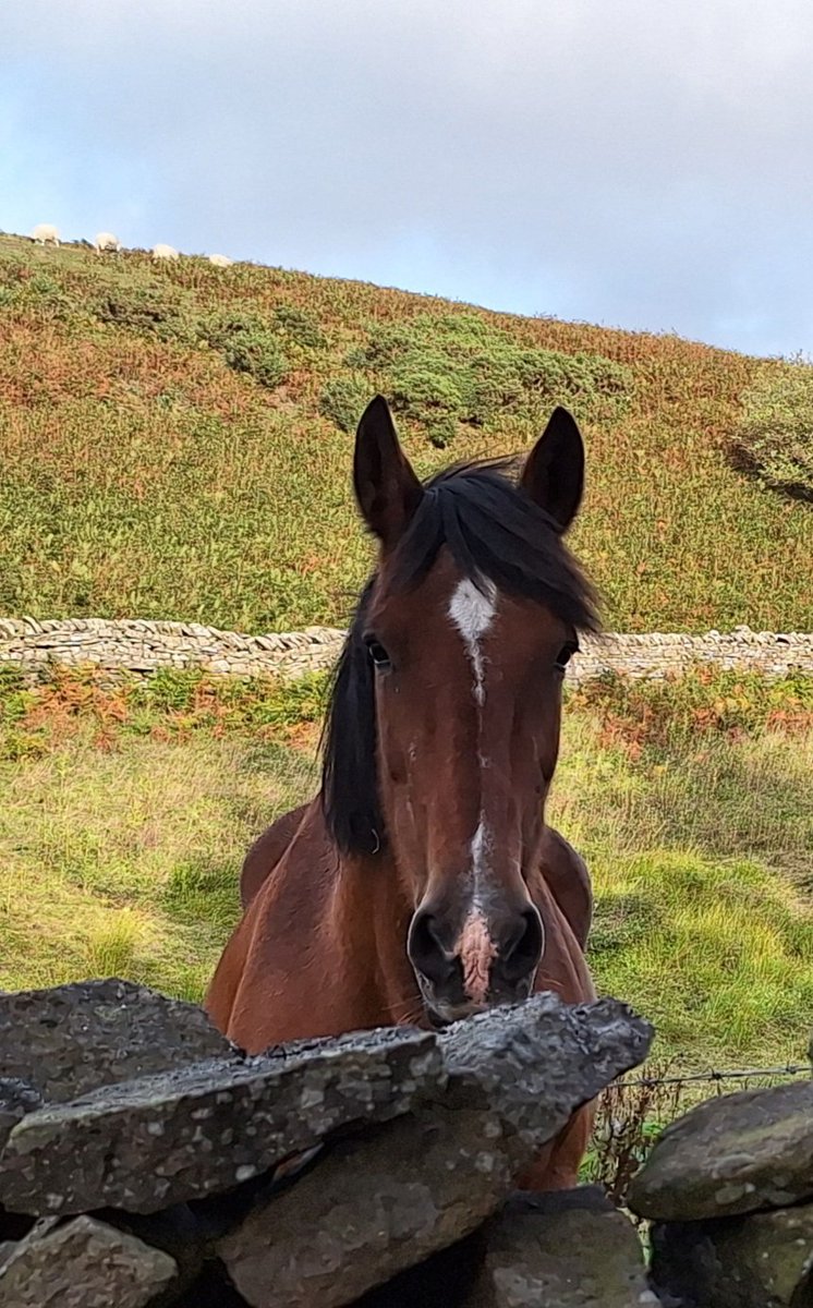 helendrinkstea's tweet photo. Evening all. A rather large (and very friendly) #SmallBeauty who came to say hello when we were out for a wander yesterday 🐴 🤎 #SmallBeautiesHour #BecauseofClem #ThreadofGold https://t.co/sMIQWfhplQ