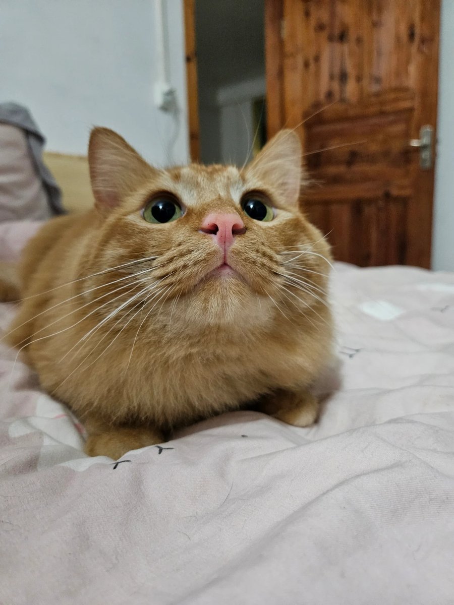 DeloisSmuck's tweet photo. Just got hit with the worst joke draft idea—my cat thinks it’s a stand-up set. She only “knows” one bit: staring at a sock for 10 minutes. Crowd’s just my couch. Ratings 1/10… she kept stealing the mic. https://t.co/bttMLgKoMs