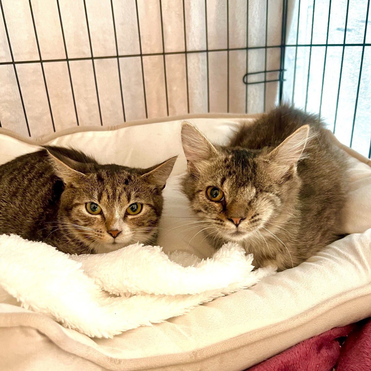 Fouskyzs's tweet photo. 💔 MOC VÁS PROSÍME O POMOC… 💔

Milí přátelé,
obracíme se na Vás s prosbou, která se nám nepíše lehce. 😔🐾

Každý den se snažíme udělat maximum pro naše útulkové kočičky. Krmíme je, léčíme, vozíme k veterinářům, staráme se o ty nejmenší, nemocné, staré i ty, které si v životě prošly něčím zlým. ❤️

Jenže péče o tolik kočičích životů něco stojí. A v poslední době jsou naše náklady opravdu vysoké. Veterinární péče, léky, speciální krmiva, konzervičky, stelivo a další nezbytnosti… to všechno musíme každý den zajistit.

🙏 Proto Vás teď moc prosíme – pomozte nám uhradit náklady na péči o naše kočičky.

Bez Vaší pomoci už nedokážeme dlouhodobě pokračovat tak, jak bychom potřebovali. A my nechceme žádnou kočičku nechat bez pomoci jen proto, že na ni nezbývají prostředky. 💔

Každá stokoruna, každý příspěvek, každá objednávka z našeho bazárku nebo nákup v našem e-shopu pro nás znamená opravdu mnoho. ❤️

🐾 Pomozte nám prosím dál zachraňovat ty, kteří sami nikoho nemají.

Finanční pomoc můžete zaslat na útulkový účet 2801001352/2010
Variabilní symbol: 2602104

Děkujeme každému, kdo nám pomáhá. Každému, kdo pošle příspěvek, nakoupí, sdílí naše příspěvky nebo o nás řekne dál.

Bez Vás by Fousky nebyly tam, kde jsou. A naše kočičky Vás potřebují i teď. ❤️🐱

Děkujeme, že v tom nejste lhostejní.
Fousky z.s. 🐾❤️