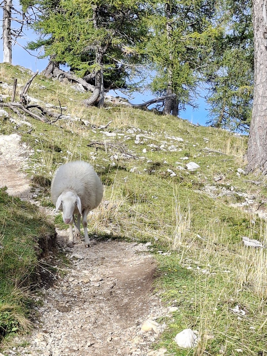 felixarnoldtt's tweet photo. Wanderung, die Nächste. #Slowenien #Urlaub #Wandern #Hiking #Reporter https://t.co/w9tDhSkdPg