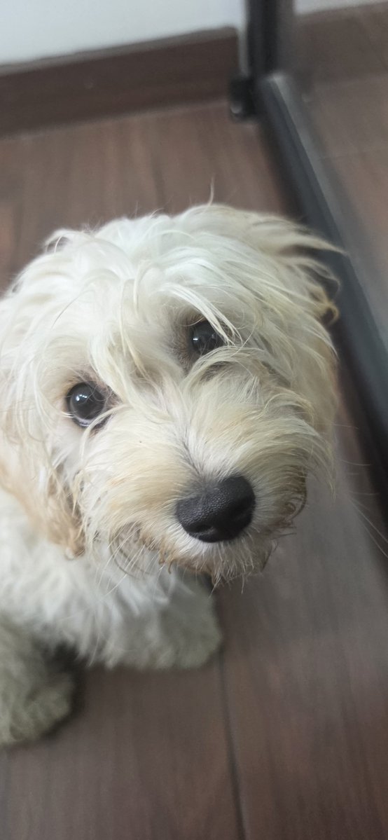MaferCioccolato's tweet photo. @Gt502Mascotas  se nos vino a regalar esta preciosa al @MagaGuatemala zona 13, pero seguramente sí tiene familia.

La va a evaluar la UBA, pero sí queremos que su familia sepa que la tenemos y está a salvo.

¿Nos ayudan por favor a compartir? https://t.co/E6rzZCr6rT