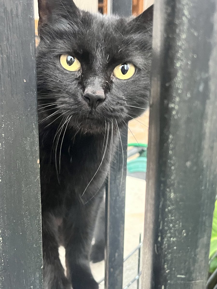 tecitoybesitoss's tweet photo. @carcasseater_0x SE LLAMA POPPY.. adjunto foto de mi negrita https://t.co/8ZWCmx5dQv