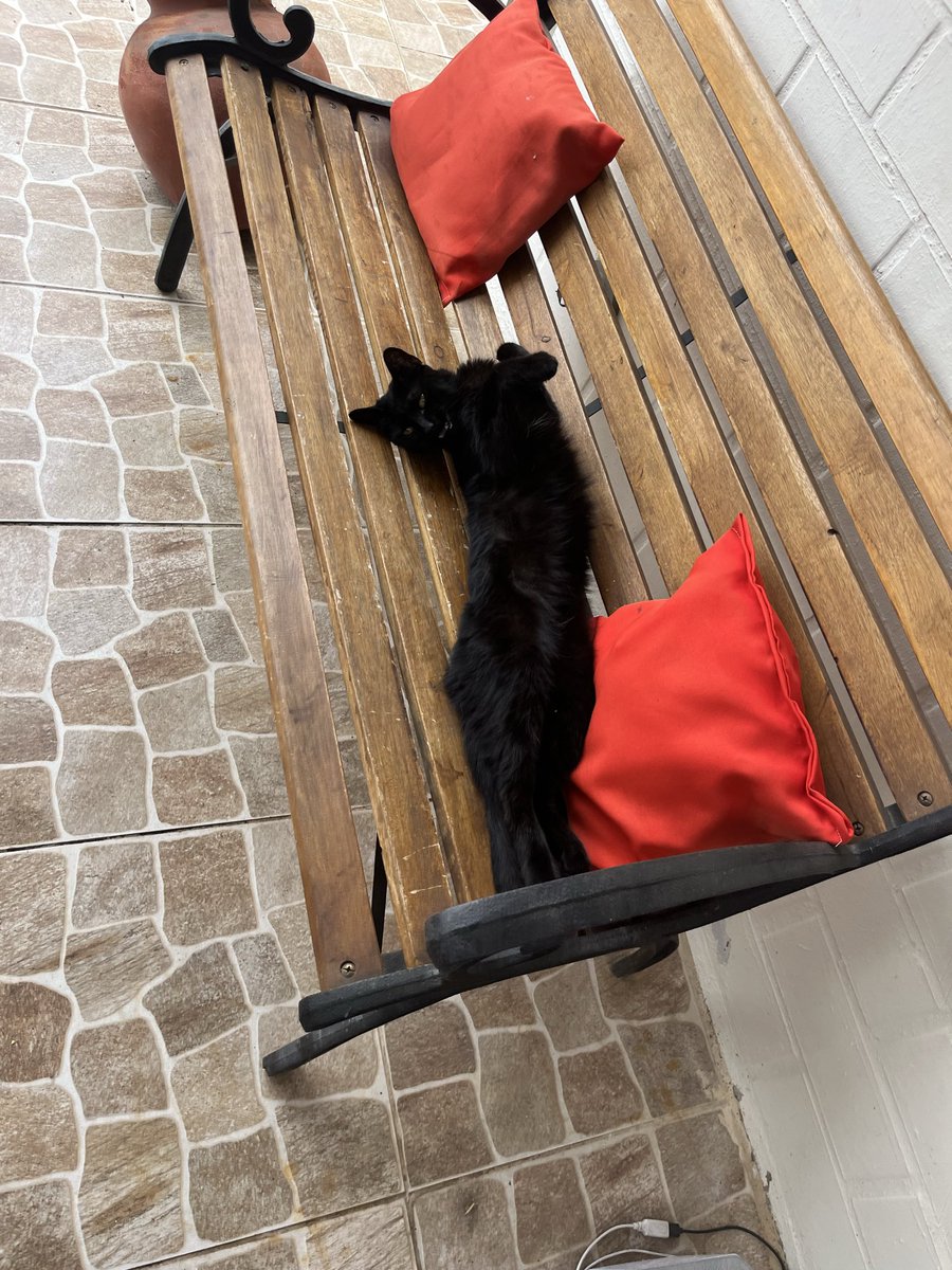 tecitoybesitoss's tweet photo. @carcasseater_0x SE LLAMA POPPY.. adjunto foto de mi negrita https://t.co/8ZWCmx5dQv