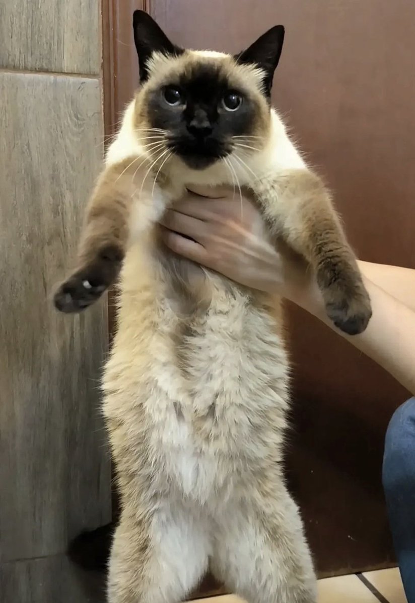 arca_satoshi's tweet photo. ¿Como van a saber ustedes de amor si nunca le agarran la panza a un michie panzón? 😅

Ah, pues adopten a Prisca y sepan de wue se habla en este lugar, jajaja. ♥️

Info al WhatsApp 55 1935 9577 
#CDMX https://t.co/cYjl4yje7q