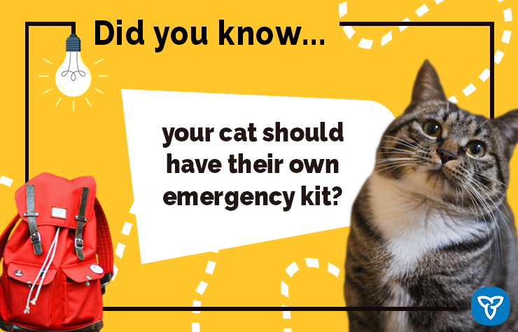 HamiltonFireDep's tweet photo. 🎒 Does your pet have an emergency kit? 
     A basic kit includes: 
    • Food &amp; water (for 3 days)
    • Meds &amp; vet info 
    • Leash, carrier, or harness 
    • Waste bags &amp; litter 
    • Comfort item (toy or blanket) 
     Store it somewhere easy to grab! https://t.co/p1BmfpU8sB