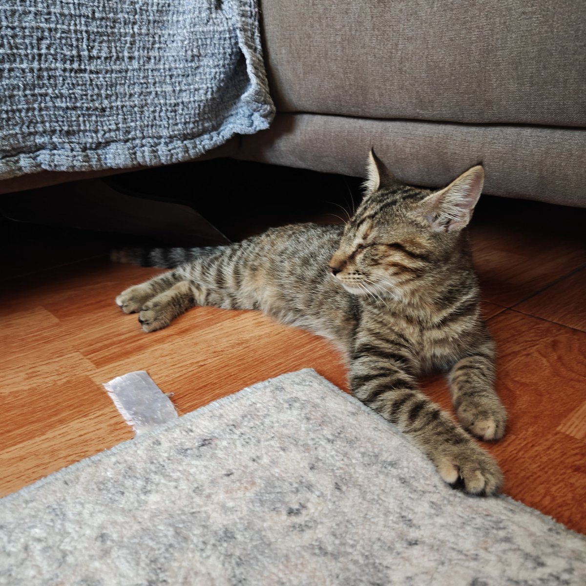MilanesaPix's tweet photo. Nuevos gatos a la familia. Ambos completamente ciegos https://t.co/i0PlHgNFZy