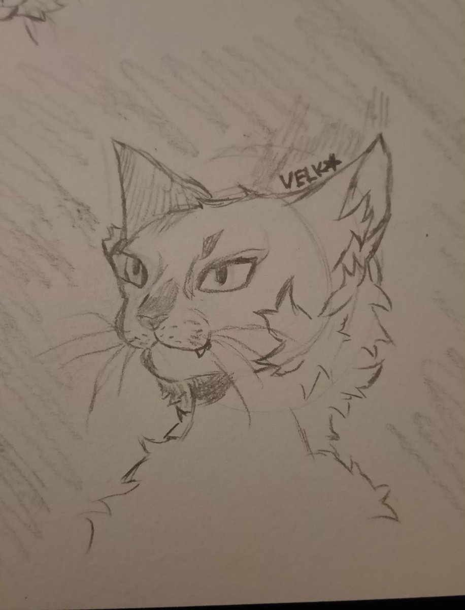 Velkrryn's tweet photo. Another gattito 🐈‍⬛ https://t.co/CqTNXuFDok