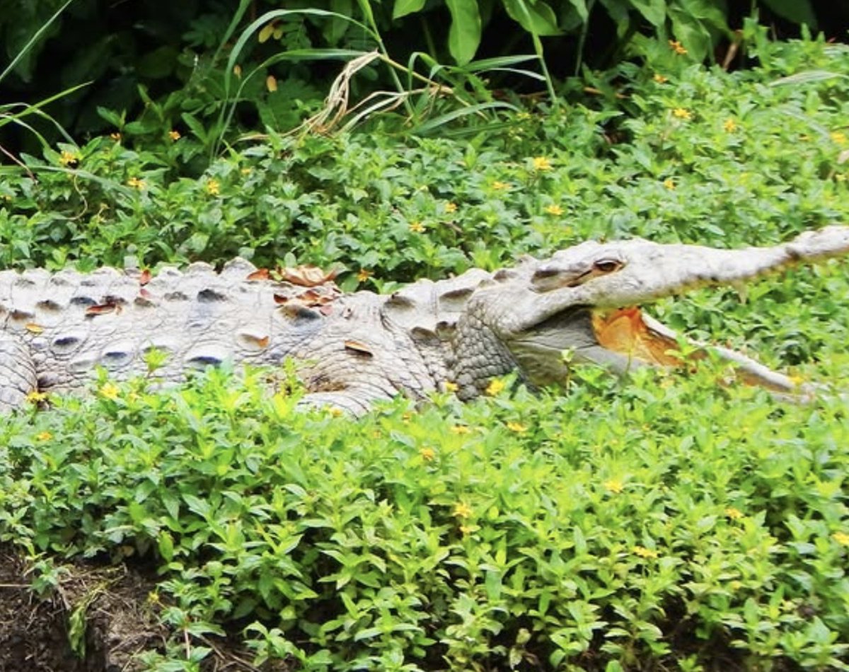 espol's tweet photo. #ESPOLenLasNoticias

En Guayaquil convivimos con fauna silvestre, por ese motivo es necesario conocer cómo actuar si ocurre un encuentro con esta. De esta manera, evitaremos riesgos y protegeremos a otras especies. Conoce más sobre este tema en el artículo de nuestro profesor e investigador de @fcvespol, Julián Pérez Correa 

https://t.co/M4QFUeCruZ