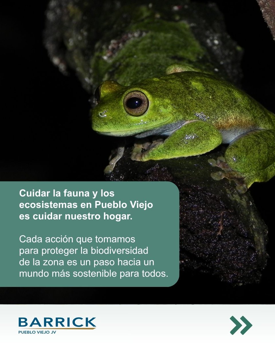 BarrickRD's tweet photo. En Pueblo Viejo integramos distintas herramientas y acciones para contribuir a la conservación de la fauna y los ecosistemas. Cada una aporta desde un ámbito distinto, pero todas responden a un mismo propósito: conocer, proteger y conservar la biodiversidad que nos rodea.

Desliza y conoce las acciones que forman parte de este enfoque.

#BarrickPuebloViejo
#Minería
#Biodiversidad