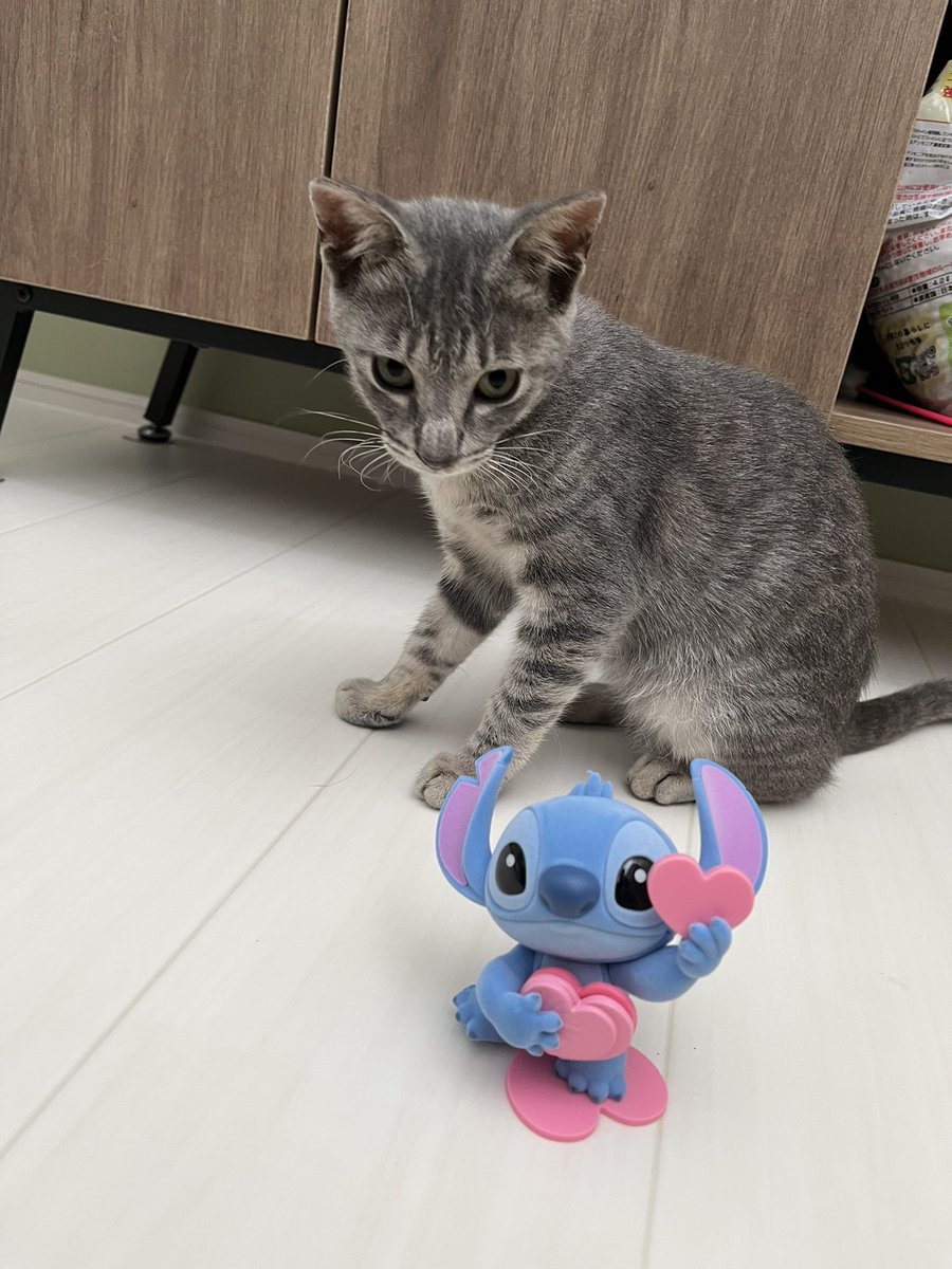 BonchanCat_0423's tweet photo. おはようございます
毎日ねっこ
ニューフェイスたち🥰🥰
#保護猫と暮らす #猫のいる幸せ https://t.co/kN1ATHBZyU