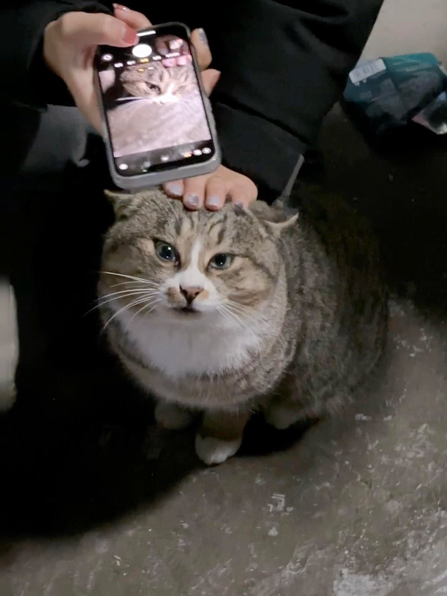 nocontextscats's tweet photo. https://t.co/pvHYglVf3C