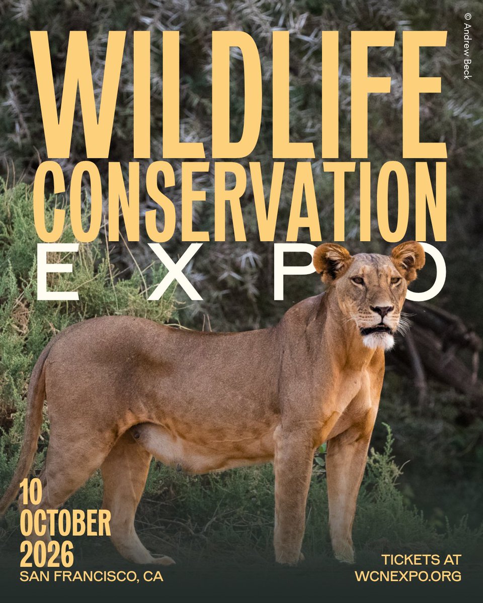 EwasoLions's tweet photo. We will be in San Francisco!

On Oct. 10, our very own Jeneria and Evanson will be at the #WCNExpo, joining @wildnetorg's global community of conservationists, wildlife enthusiasts, experts, and philanthropists for one of the year's biggest conservation gatherings.

🧵1/4 https://t.co/JKXJ9PepWH