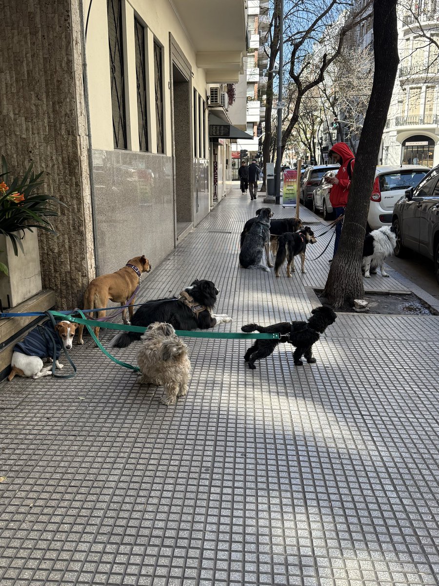 crencha's tweet photo. Arenales 2900, quizás vos creas que tu perrito la está pasando genial, mientras el paseador está con el teléfono…DESPERTATE https://t.co/4iBuu2vJ5u