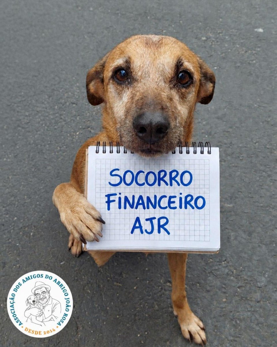 abrigojoaorosa's tweet photo. SOCORRO FINANCEIRO

Mais de 100 vidas dependem do Abrigo João Rosa. São cães na sede, internados e em lares temporários que precisam, todos os dias, de ração, medicamentos, exames, atendimento veterinário e cuidados que não podem esperar. https://t.co/QYScFFYAJ6
