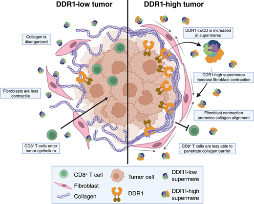 VICB_Vanderbilt's tweet photo. How do colorectal tumors keep #immune cells out?

New #research reveals how DDR1-containing nanoparticles help create barriers that exclude immune cells, identifying a potential therapeutic #target.

Read: https://t.co/BZgfk3IPvJ

More VICB publications: https://t.co/TiuMcHg8kn https://t.co/OiovlLzV8s