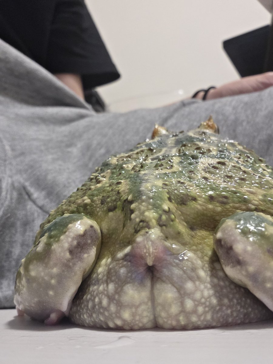 Yoshi_froglife's tweet photo. ご満悦のおしりカエル https://t.co/FlTrIbeLq3