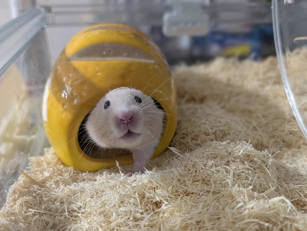 🐹COZY🐨 on X: 