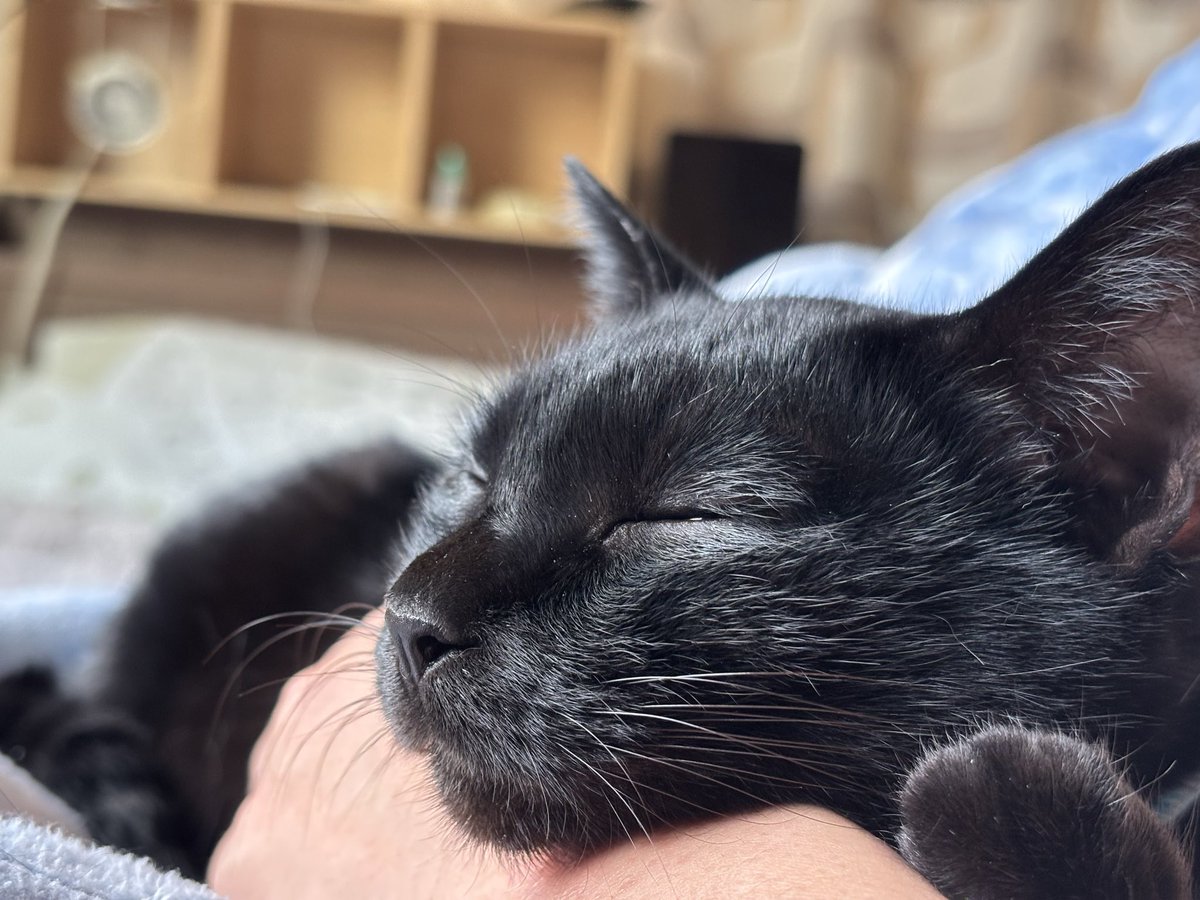 kinokoha017's tweet photo. かわいい！！
#黒猫 https://t.co/hx2HSAgxql