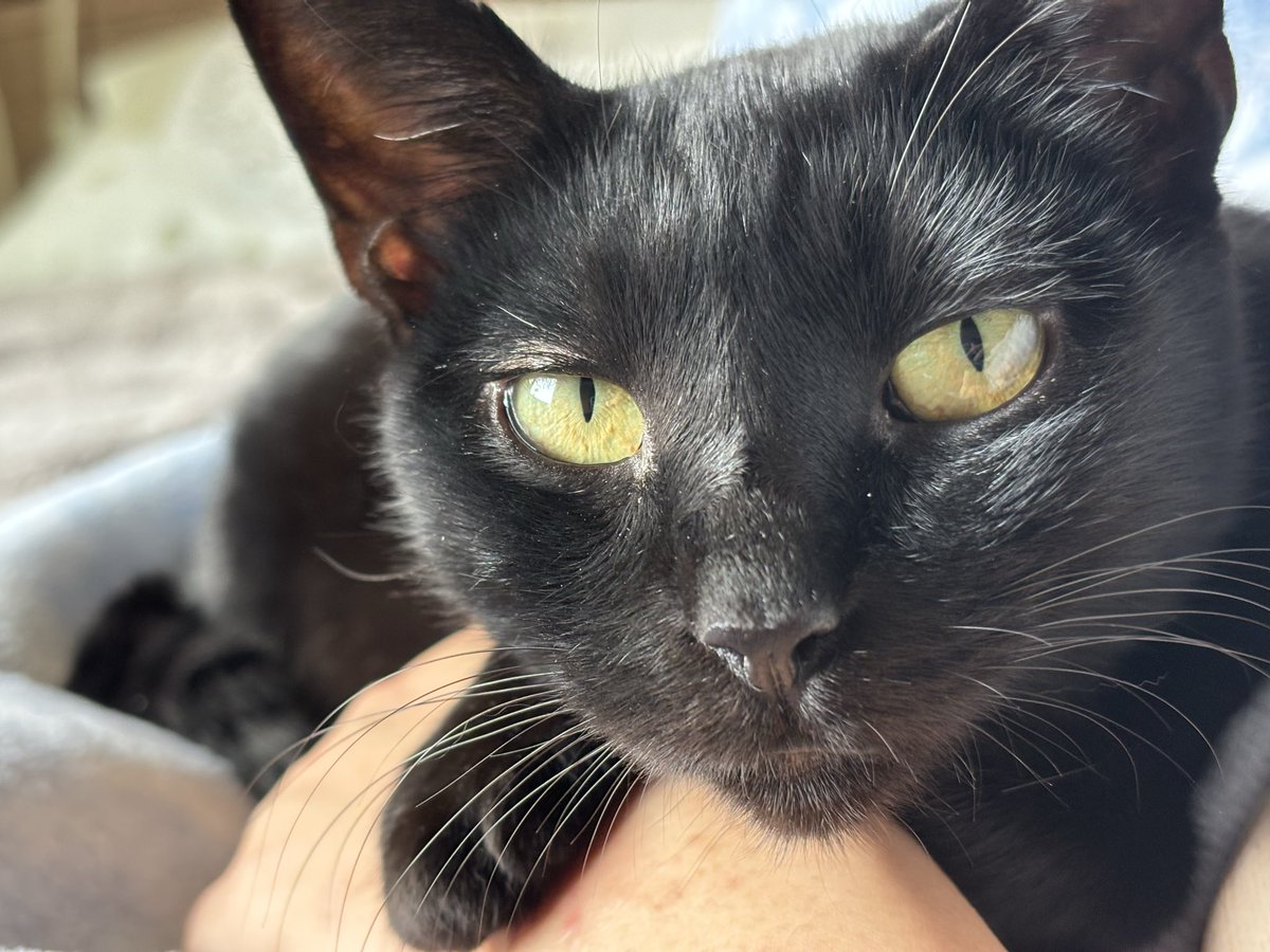 kinokoha017's tweet photo. かわいい！！
#黒猫 https://t.co/hx2HSAgxql