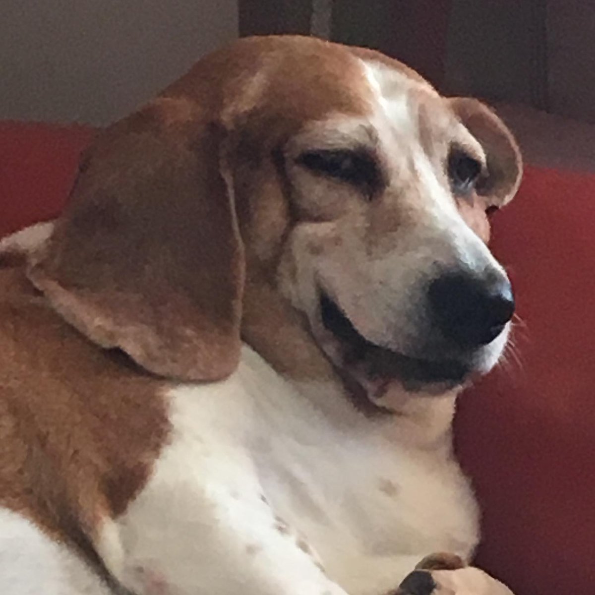 Maria_230080Pea's tweet photo. When your dog knows she’s more popular than you. https://t.co/wEbj7IBjLa