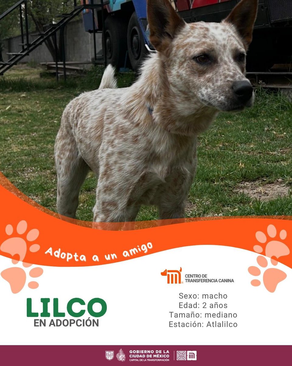 ctcdelmetro's tweet photo. ¡Conoce a Lilco! 🐶

Es un peludo juguetón de tamaño mediano. Fue rescatado de las vías del @MetroCDMX Atlalilco, Línea 8. 🐾

Si deseas adoptarlo consulta: https://t.co/Ur789nWBu0 🐶🏡 #AdoptaNoCompres #AdoptaNoCompres https://t.co/m42UGcGqCf