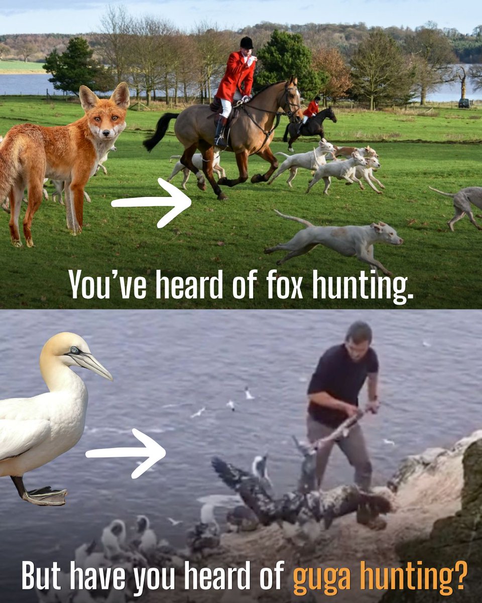 ProtectTheWild_'s tweet photo. The Guga hunt is the brutal killing of Gannet chicks that happens in remote northwest Scotland every year. We're fighting  to bring an end to both of these horrific practices. https://t.co/3CBUGMhK0b