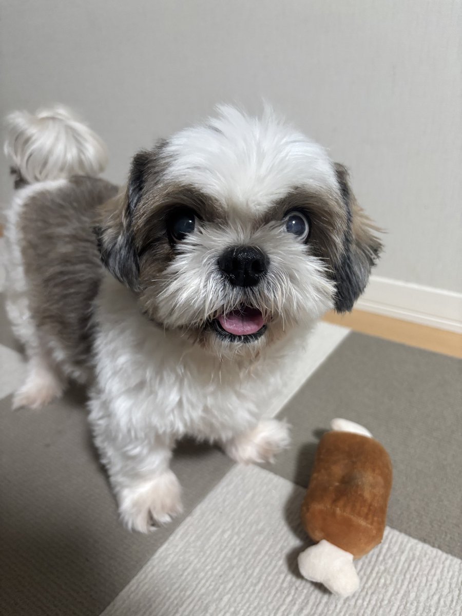 sora_a0922's tweet photo. 15歳になりました🐶

これからも元気に過ごそうね☺️✨ https://t.co/axY8I8v9io