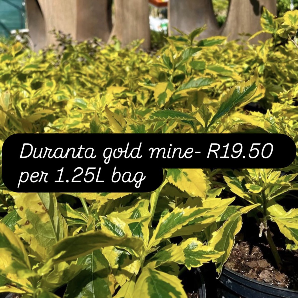 finelinessa's tweet photo. 🌸SALE PROMOTION🌸
Duranta gold mine - R19.50 per 1.25L bag
📞 010 213 4275 / 063 335 5126
🌐 https://t.co/RLfcYXtge1
#finelineslanscaping #duranta #goldmine #shrubs #variegatedleaves #plantsoftiktok #plantsmakepeoplehappy @followers https://t.co/uzOrAIlABU