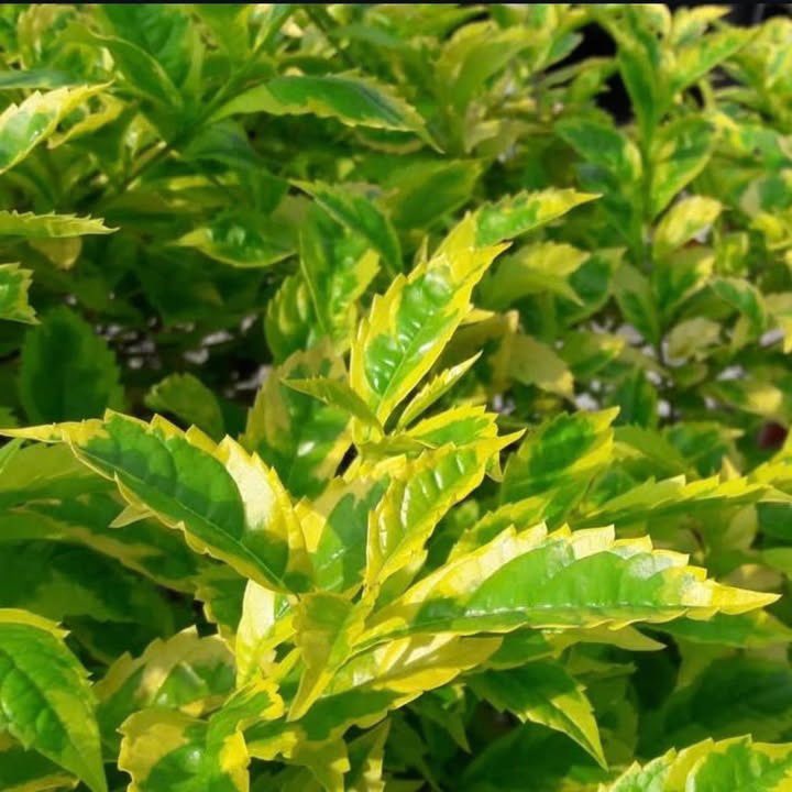 finelinessa's tweet photo. 🌸SALE PROMOTION🌸
Duranta gold mine - R19.50 per 1.25L bag
📞 010 213 4275 / 063 335 5126
🌐 https://t.co/RLfcYXtge1
#finelineslanscaping #duranta #goldmine #shrubs #variegatedleaves #plantsoftiktok #plantsmakepeoplehappy @followers https://t.co/uzOrAIlABU
