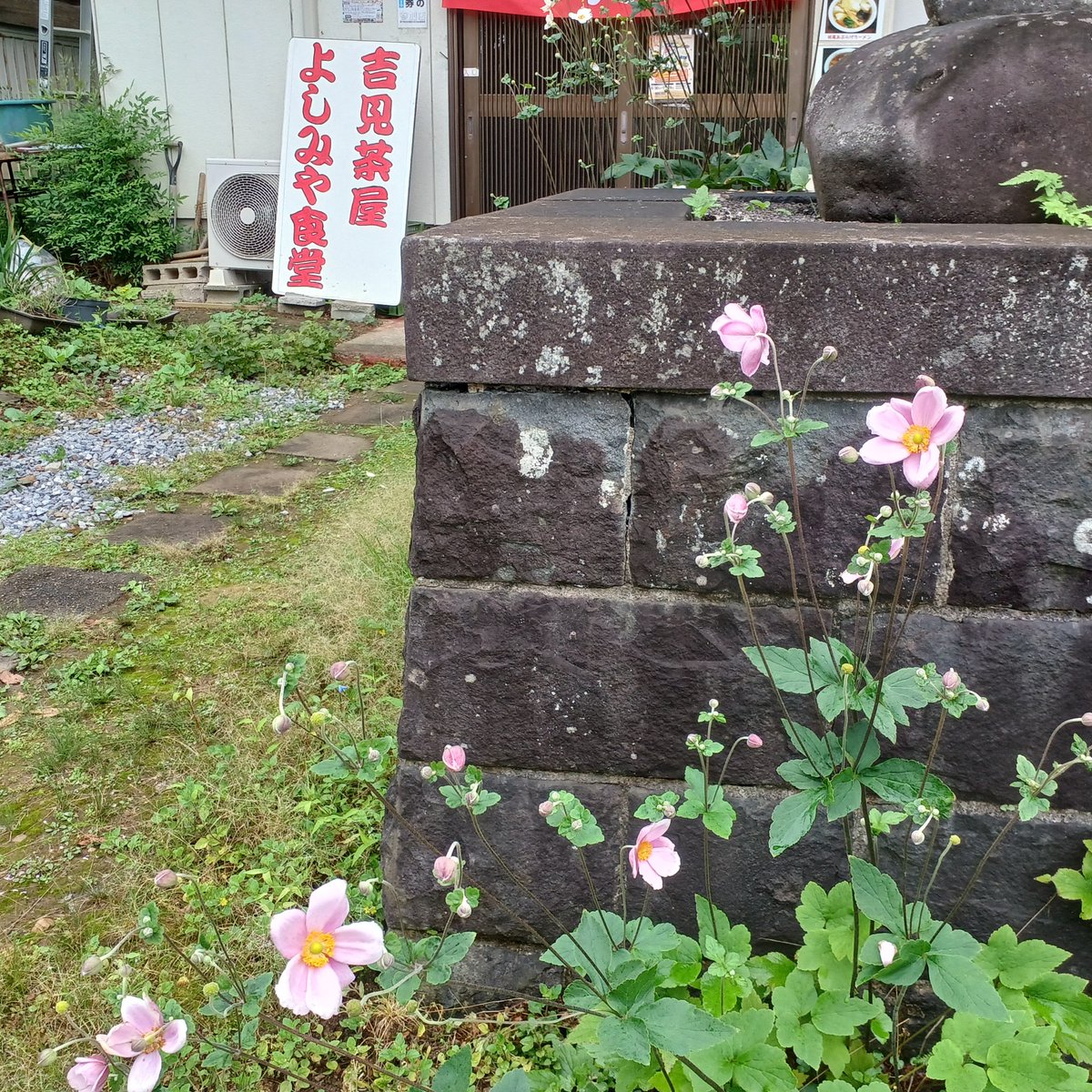 okaracya's tweet photo. 2026/9/21(月)雨

昨日の早朝
突然東京に住む息子家族が台風から逃れてやって来た
お店はお客様からキャンセルになったと言う
明日帰るらしいけどまだ台風が少し心配　特に高速が心配

今日は出雲崎まで行ってレトロやラーメン
楽しかったと言ってた✨️

写真は毎年お彼岸頃に咲く花
曼珠沙華と秋明菊 https://t.co/OFHuPrQa6M