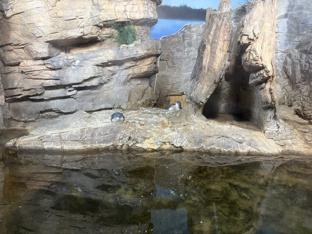 suwako009's tweet photo. かわいい生き物たち https://t.co/5BiqaKae2p